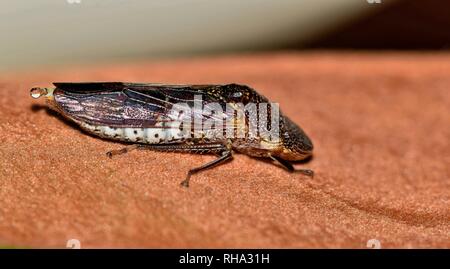 A macro of a Smoke-Tree Sharpshooter (Homalodisca liturata) resting on a dead leaf. These colorful leaf hoppers are often seen during Springtime. Stock Photo