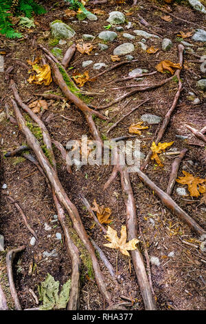 Fallen autumn maple leaves and tree roots exposed above ground. Colors of fall season. Stock Photo