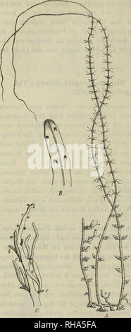 Dicraea elongata Dicraea elongata Stock Photo Alamy