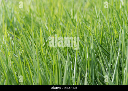 Blades of tall lush healthy green grass growing in a field. Grass only. Natural abstract patterns. Stock Photo