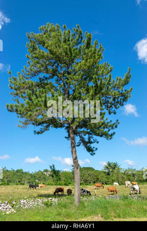 Brown, white, black and spotted cows grazing on a grass field beneath a pine cone (Conifer) tree in countryside Stock Photo