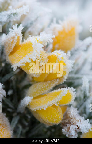 hoarfrost, hoar frost, on flowers of Common Gorse, Ulex europaeus, Stedham and Iping Commons, Sussex, UK. January Stock Photo