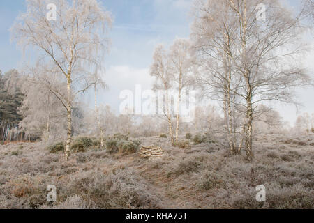 hoarfrost, hoar frost, Iping Common, Sussex, UK, Janurary, landscape, Silver Birch trees, betula Pendula. Heather. Lowland heath Stock Photo