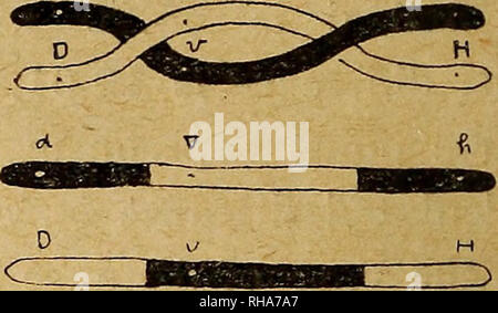 The Botanical Magazine Shokubutsugaku Zasshi Plants Botany 58 The Botanical Magazine Lvol Xxxvi Ko 426 N Vi Fig I A The Diagram Of A Chromosome Having The Factors V D H