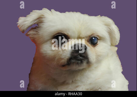 Tucker Pekinese Chihuahua Mix Stock Photo