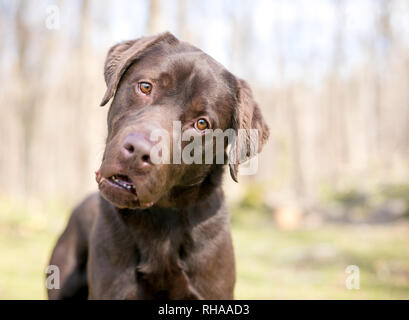 purebred chocolate labrador
