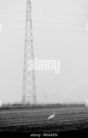 Heron bird standing in a paddy field close to an overhead power line - Padan Plain Stock Photo