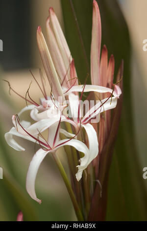 The fragrant buds of a Queen Emma Crinum Lily open on a warm Florida day. Stock Photo