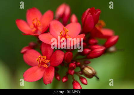 Macro image of a clump of bright red blossoms on a Jatropha bush. Stock Photo
