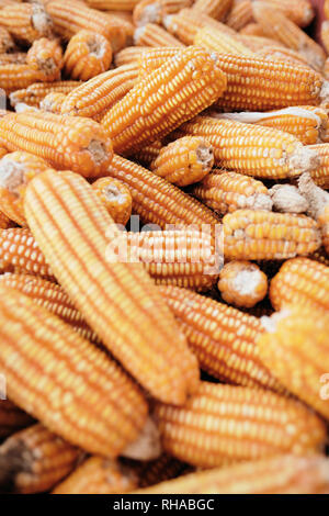 Full Frame Shot Of Corns On The Cob and Maize for Sale