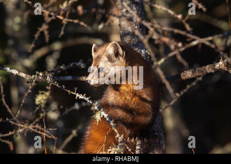 American Marten Stock Photo