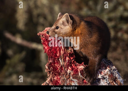 American Marten Stock Photo