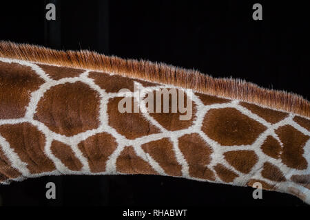 Giraffe neck on black background Stock Photo