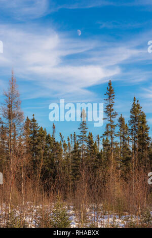 Sax-Zim Bog in northern Minnesota. Stock Photo