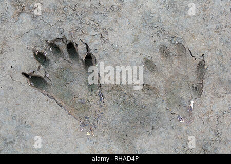 North American raccoon / racoon (Procyon lotor) close-up of footprints in wet sand / mud Stock Photo