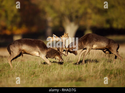 Close up of two male fallow deer (Dama dama) fighting during rut in autumn, UK. Stock Photo