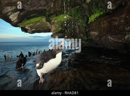 Close up of a Southern rockhopper penguin taking shower under a stream of water, Falkland islands. Stock Photo