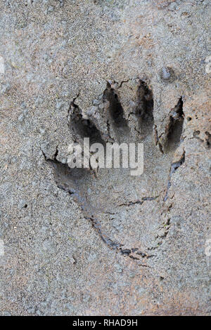 North American raccoon / racoon (Procyon lotor) close-up of footprint in wet sand / mud Stock Photo