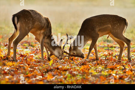 Close up of two young male fallow deer (Dama dama) fighting during rut in autumn, UK. Stock Photo
