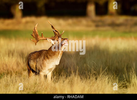 Close up of a Fallow deer (Dama dama) bellowing during rutting season, UK. Stock Photo