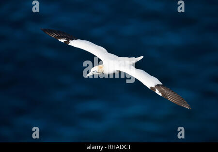 Close up of a Northern gannet (Morus bassana) in flight above blue sea, Noss island, Shetland, UK. Stock Photo