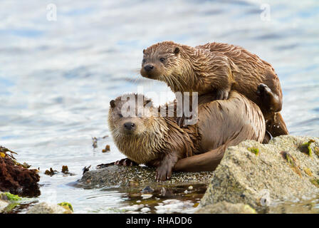 Close up of European otter (Lutra lutra) with a playful cub on shores of Shetland islands, Scotland. Stock Photo