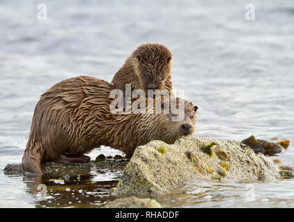 Close up of European otter (Lutra lutra) with a playful cub on shores of Shetland islands, Scotland. Stock Photo