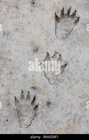 North American raccoon / racoon (Procyon lotor) close-up of footprints in wet sand / mud Stock Photo