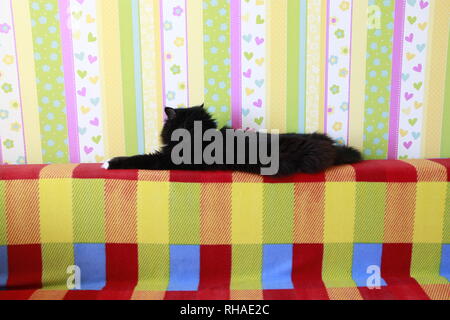 Lazy black cat laying on colored back of sofa. Black and white cat laying down lazy paws up on sofa. Vivid element of design Stock Photo