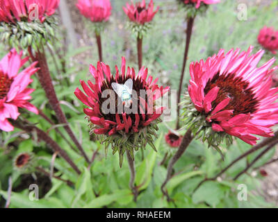 Purpur-Sonnenhut (Echinacea purpurea), Knospe mit Goldfliege (Schmeissfliege, Lucilia sericata) Stock Photo