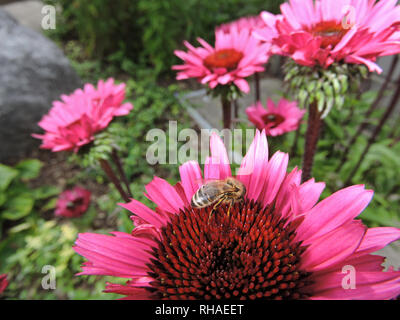 Purpur-Sonnenhut (Echinacea purpurea), Knospe mit Biene (Honigbiene, Apis mellifera) Stock Photo
