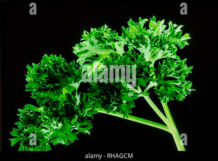 A sprig of curly leaf parsley against a black background. Stock Photo