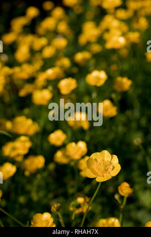 Creeping Buttercups Ranunculus repens in flower, North Yorkshire, England, United Kingdom Stock Photo