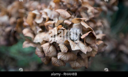 Hydrangea flower heads in winter, England, United Kingdom Stock Photo