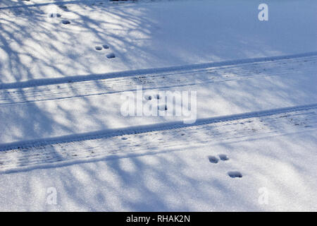 Winter snow texture abstract landscape background featuring rabbit tracks crossing tire tracks in the snow Stock Photo