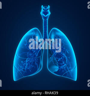 Human Lung Anatomy Stock Photo