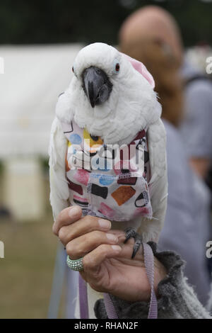 forhøjet Held og lykke lever Velcro bird hi-res stock photography and images - Alamy