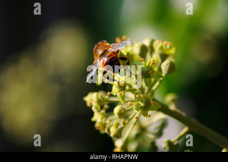 Eine Biene sitzt auf einer Blüte und sammelt Nektar für den Honig Stock Photo