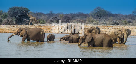 Elephant group in Etosha National Park, Namibia