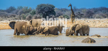 Elephant group in Etosha National Park waterhole, Namibia 21:9