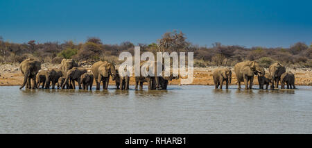 Elephant group in Etosha National Park, Namibia 21:9