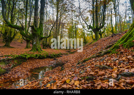 Otzarreta forest beech trees in autumn, Basque country Stock Photo