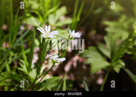White stellaria delicate flowers. Stellaria growth in field, Caryophillaceae - Stellaria holostea flower Stock Photo