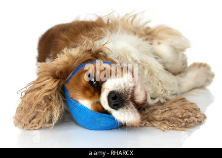 SICK AND INJURED DOG WITH A BLUE ELASTIC BAND. ISOLATED STUDIO SHOT ON WHITE BACKGROUND. Stock Photo