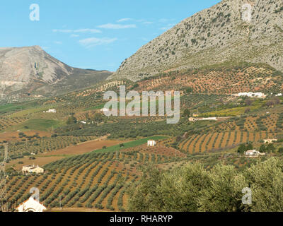 Andalucia in Spain: Cultivated fields of olive, citrus and almond near the village of Valle de Abdalajis Stock Photo