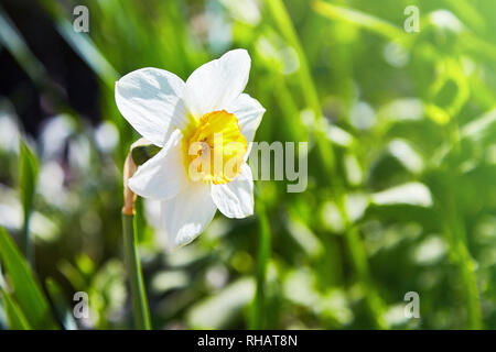 White narcissus (Narcissus poeticus)  in the green grass in the garden. Narcissus Aflame, white petal daffodil with a small red trompet an yellow cent Stock Photo