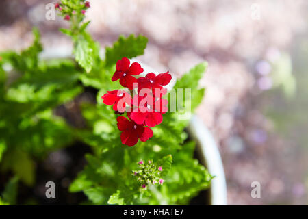 Red Geraniums Flowers, Pelargonium peltatum Stock Photo