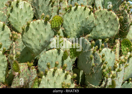 prickly pear cactus Opuntia lindheimeri.  Close up