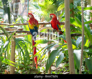 Pair of Scarlet macaws sharing a meal, Yucatan, Mexico Stock Photo