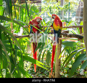 Pair of Scarlet macaws sharing a meal, Yucatan, Mexico Stock Photo